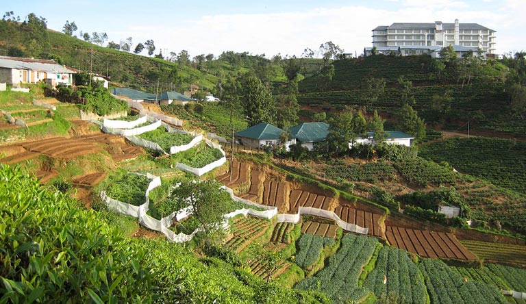tea-plantation-nuwara-eliya-srilanka.jpg